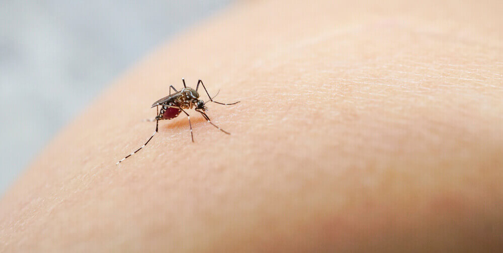 Imagem mostra o mosquito da dengue em zoom, ilustrando o post o que é dengue