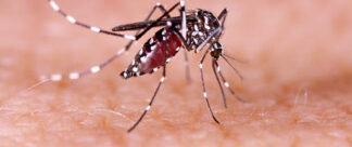 Entenda mais sobre o que é zika vírus e os principais sintomas