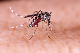 Imagem do mosquito Aedes Aegypti para ilustrar o post sobre o que é zika vírus