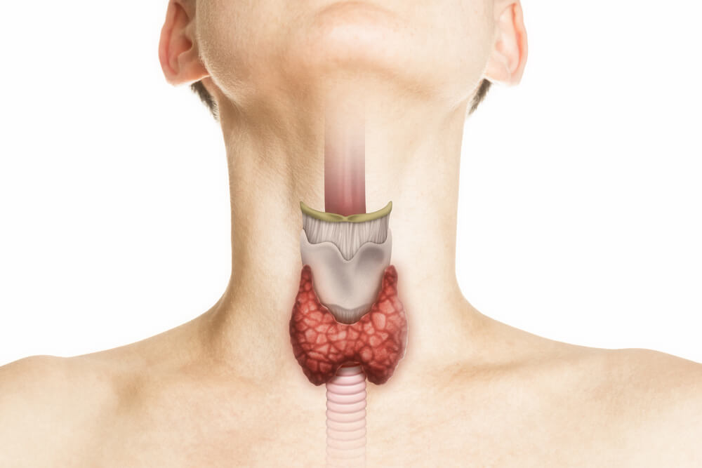 Imagem mostra o pescoço de uma mulher. É possível ver uma ilustração da glândula tireoide. Essa foto também é utilizada para ilustrar o post sobre o que é hipotireoidismo.