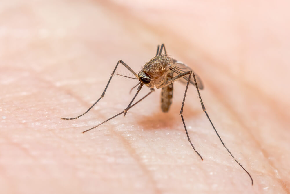 Mosquito Anopheles, causador da malária, pousa na mão de uma pessoa