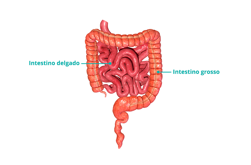Imagem mostra um intestino de seres humanos. Uma seta mostra qual é o intestino delgado e qual é o intestino grosso. Lembrando que a giardíase afeta o intestino delgado.