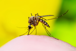 Imagem mostra um mosquito transmissor da febre amarela com um fundo verde em cima de um possível braço