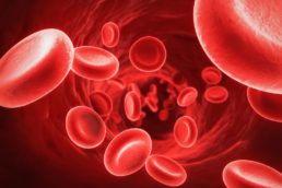 Ilustração dos glóbulos vermelhos, um dos componentes do sangue produzidos pela medula óssea