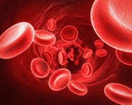 Ilustração dos glóbulos vermelhos, um dos componentes do sangue produzidos pela medula óssea